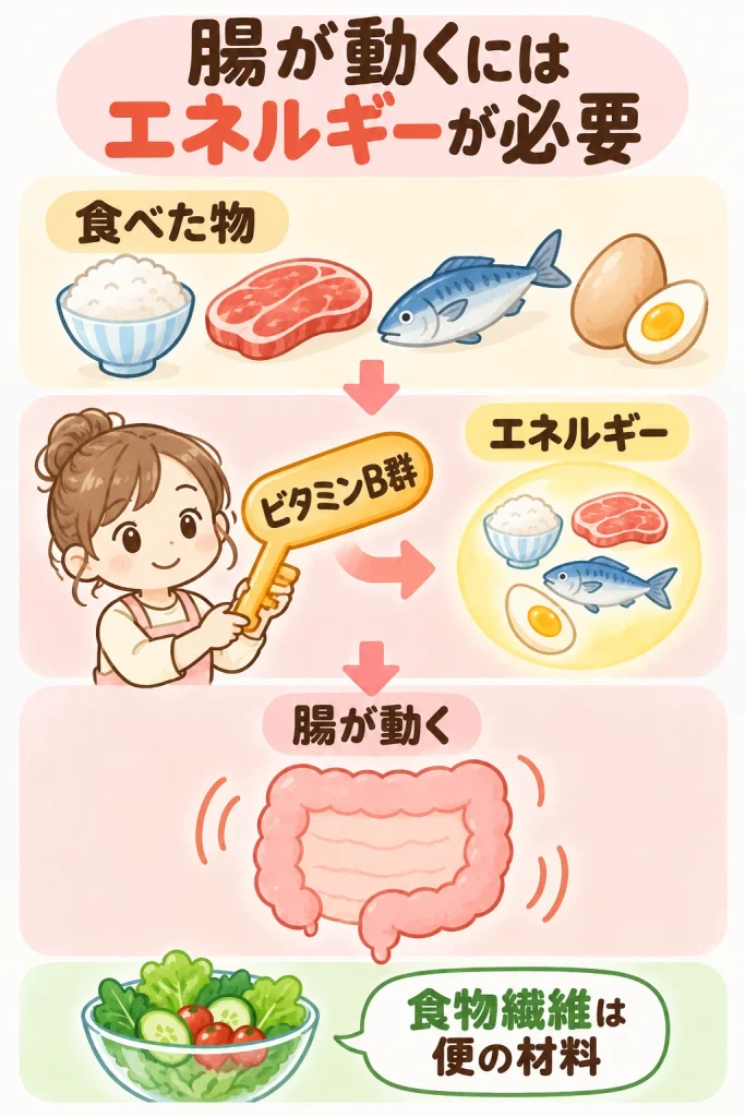 腸が動くにはエネルギーが必要であることを示す図解。食べた物がビタミンB群の助けでエネルギーに変わり、腸が動く。食物繊維は便の材料